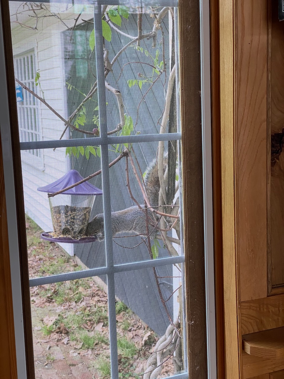 2020-05-15-wildife-02 photo